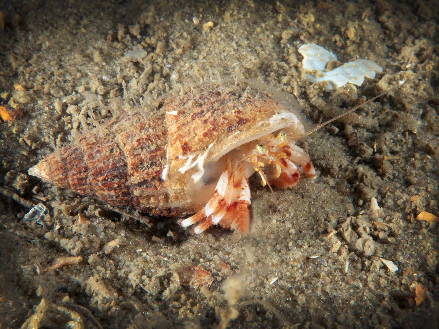 ANEMOON-waarnemersweekend