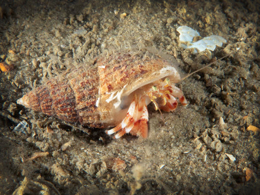 ANEMOON-waarnemersweekend